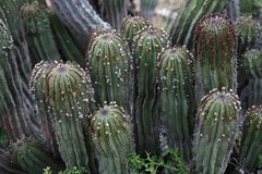 Euphorbia polygona