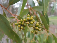 Eucalyptus loxophleba
