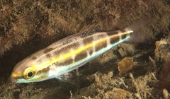 Pentapodus paradiseus