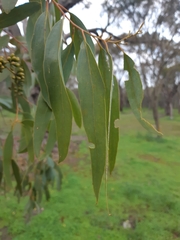 Eucalyptus loxophleba
