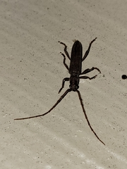 Aneflomorpha lineare