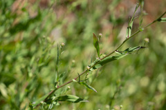 Symphyotrichum greatae