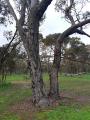 Eucalyptus loxophleba