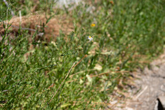 Symphyotrichum greatae