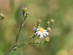 Symphyotrichum greatae
