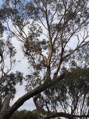 Eucalyptus loxophleba