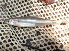 Notropis leuciodus