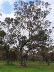 Eucalyptus loxophleba