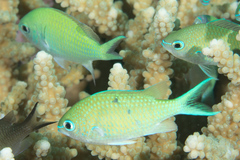 Chromis atripectoralis