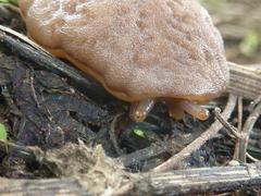Laevicaulis natalensis natalensis