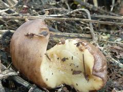 Laevicaulis natalensis natalensis