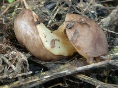 Laevicaulis natalensis natalensis