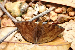 Euthalia merta