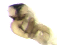 Acrotrichis insularis