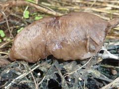 Laevicaulis natalensis natalensis