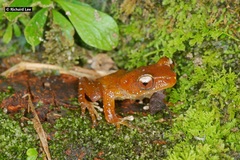 Nyctixalus pictus