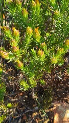 Osteospermum glabrum