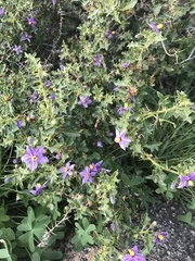 Solanum humile