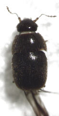 Acrotrichis insularis