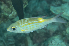 Striped Large-Eye Bream photo 4