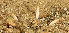 Anemonactis clavus
