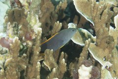 Cephalopholis cyanostigma