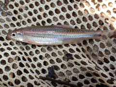 Notropis leuciodus