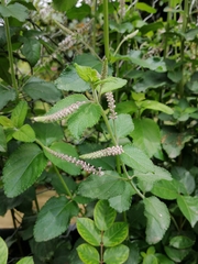Aloysia macrostachya