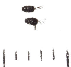 Acrotrichis insularis