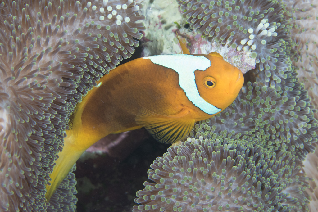 Whitebonnet anemonefish (Amphiprion leucokranos) — Pomacentridae