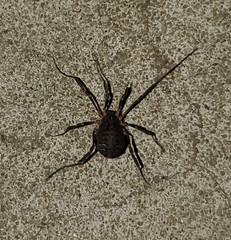 Eumesosoma