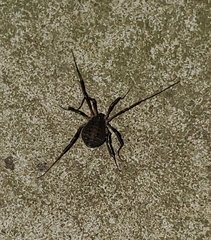 Eumesosoma