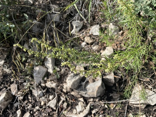 Image of Carruth's Sagewort (Artemisia carruthii) by (c) lejones417, some rights reserved (CC BY-SA)