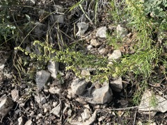 Artemisia carruthii wrightii