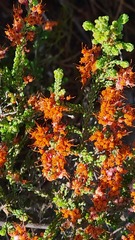Erica petraea