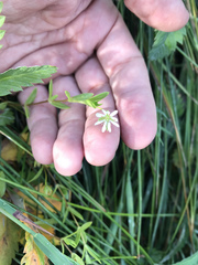 Stellaria humifusa