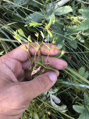 Stellaria humifusa