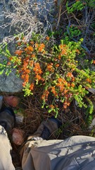 Erica petraea