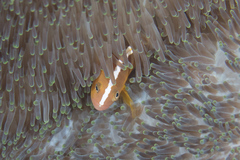Amphiprion sandaracinos