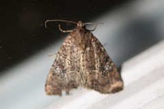 Mesapamea fractilinea