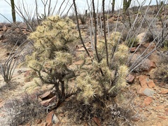 Cylindropuntia molesta molesta