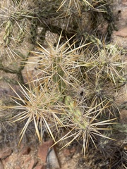 Cylindropuntia molesta molesta