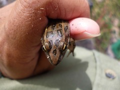 Lithobates neovolcanicus