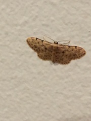 Idaea bonifata