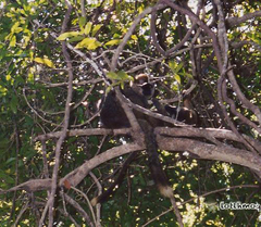 Eulemur rufifrons