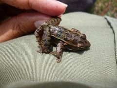 Lithobates neovolcanicus
