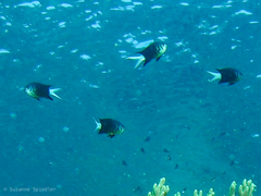 Chromis xanthura