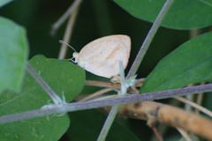 Eurema herla
