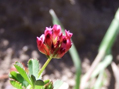 Trifolium depauperatum