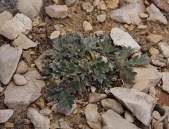 Potentilla pseudosericea